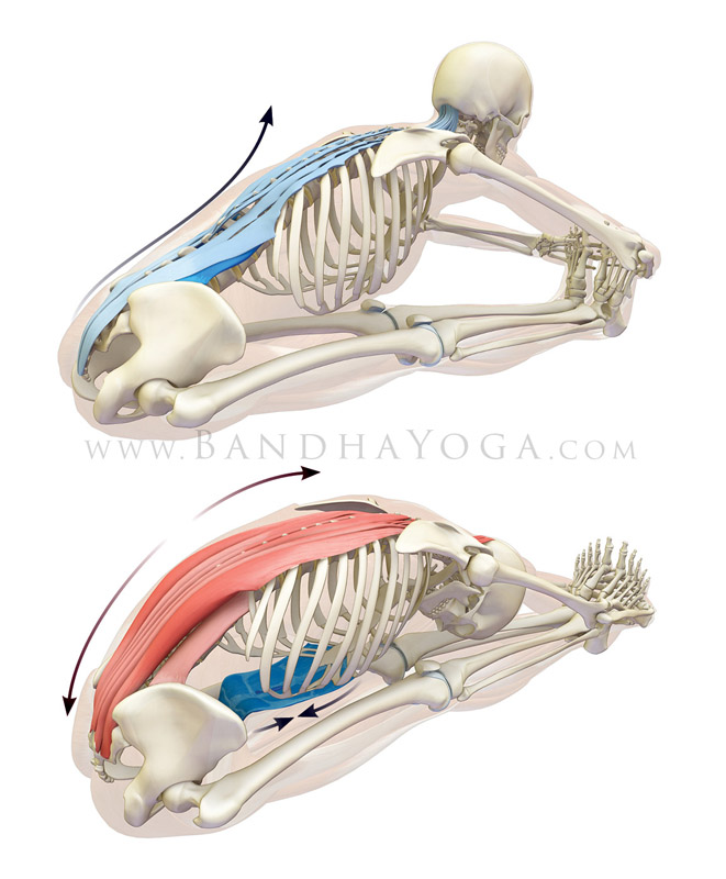 <strong>Paschimottanasana</strong> - This image is from <em>Anatomy for Hip Openers and Forward Bends </em>. Showing a facilitated stretch of the erector spinae muscles.